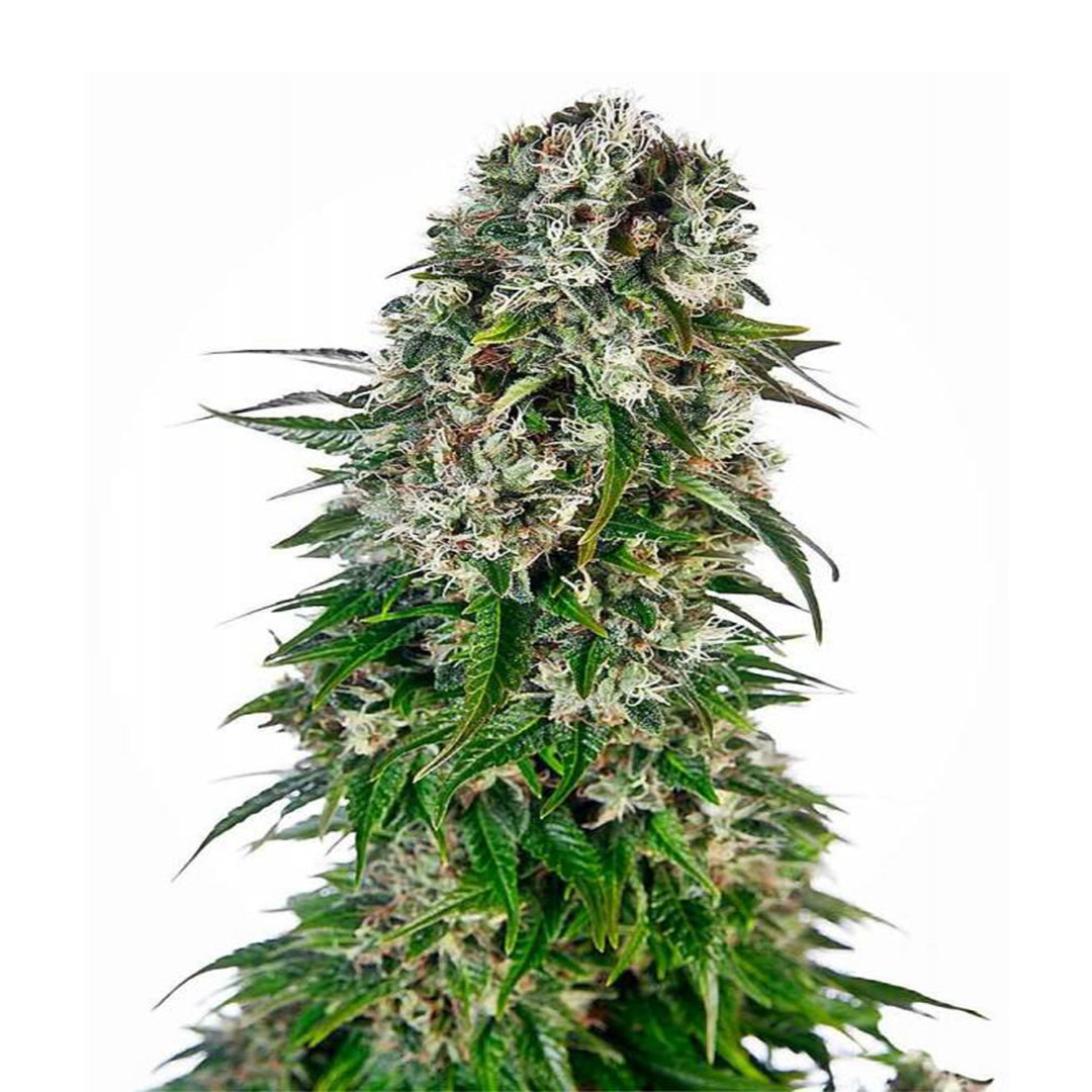 Big Bud gefeminiseerd