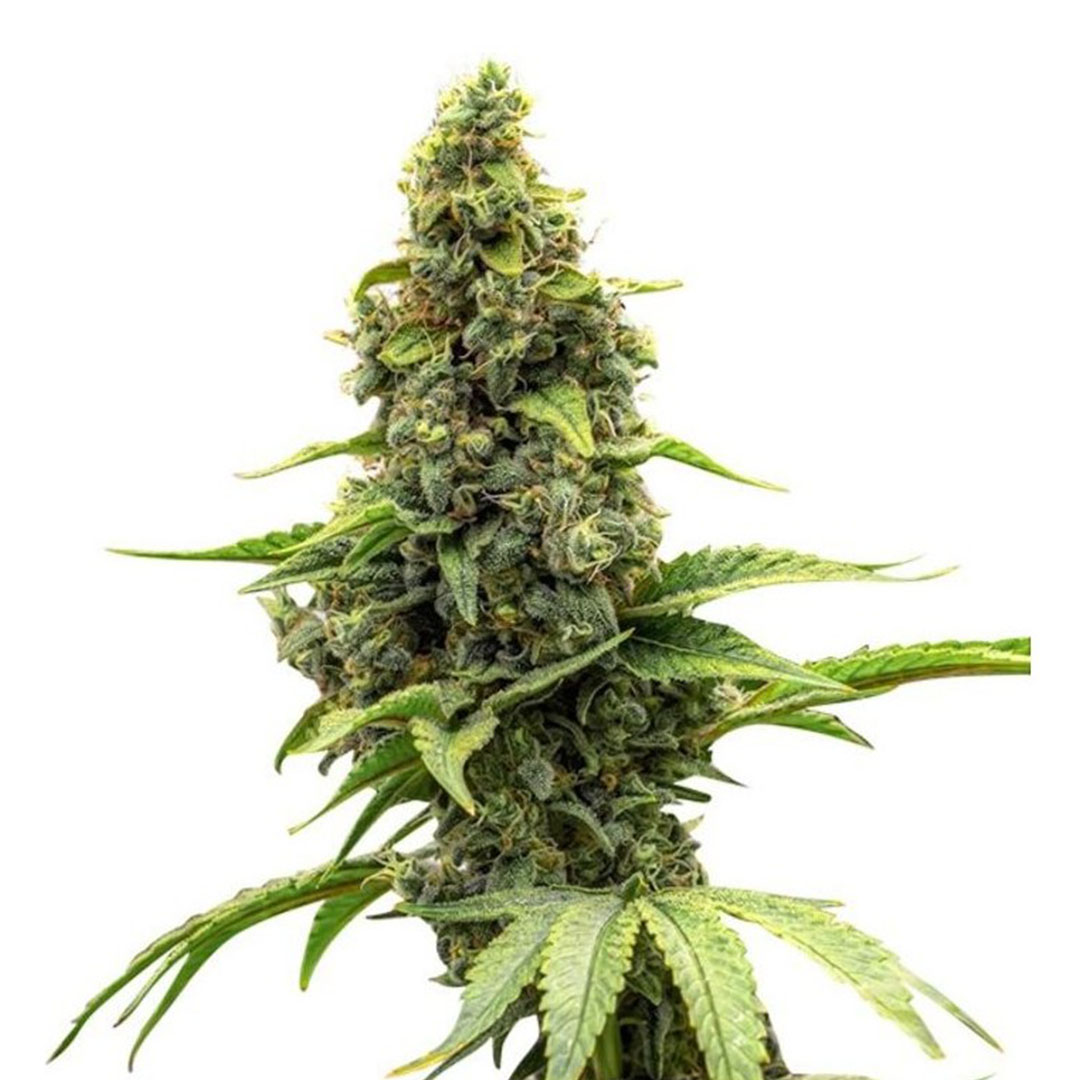 Amnesia Haze Autoflower