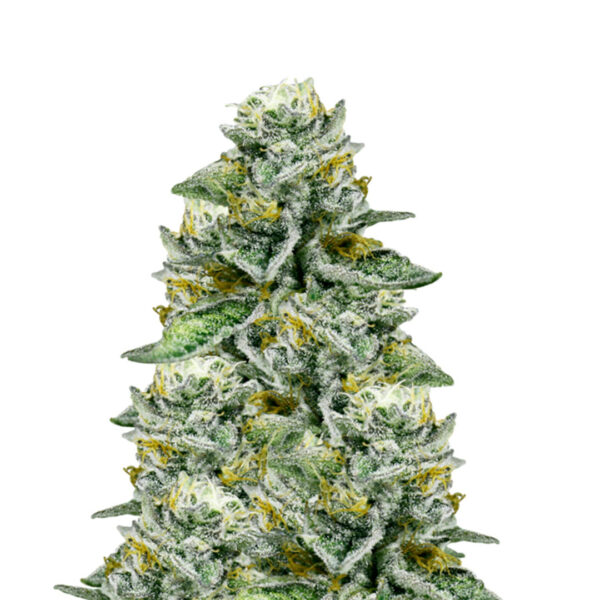 Banana Sherbet gefeminiseerd