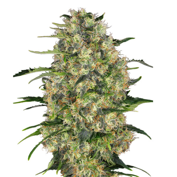 Black Domina gefeminiseerd