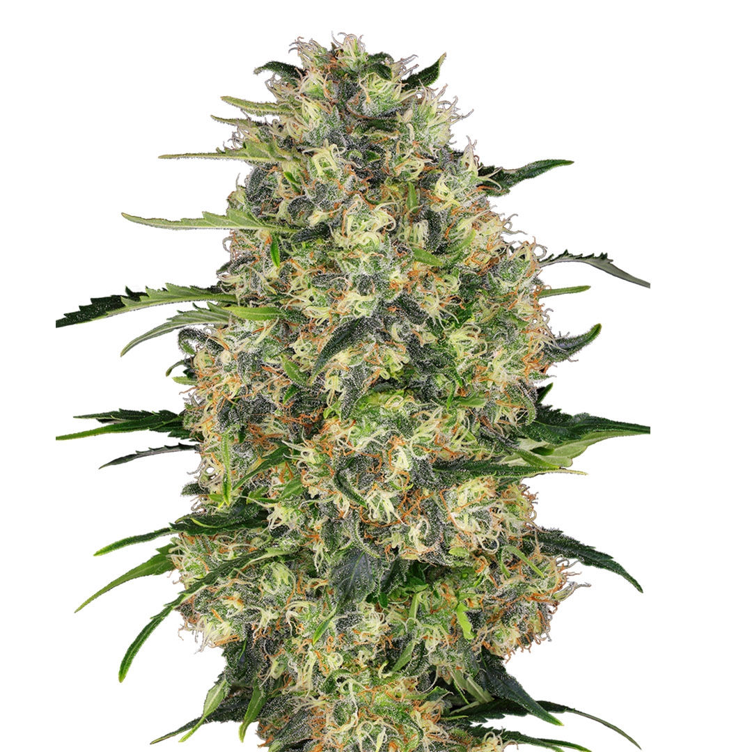 Black Domina gefeminiseerd