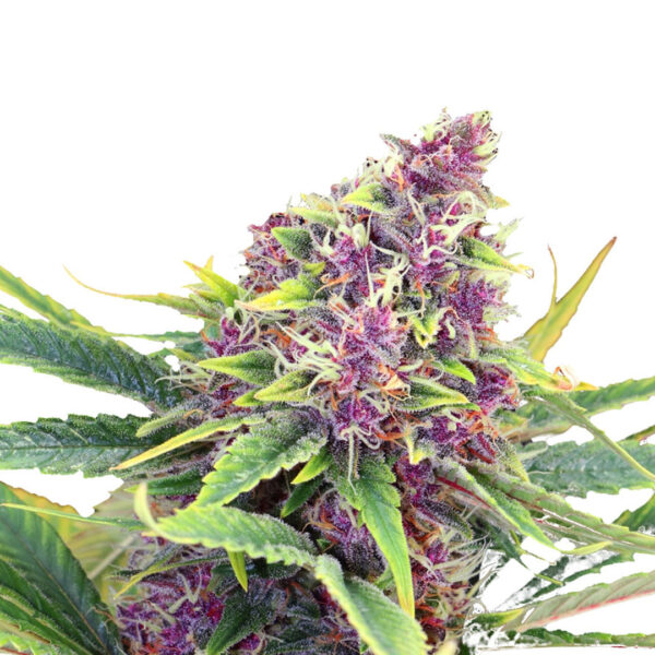 Blueberry gefeminiseerd
