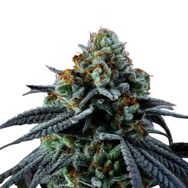 Blue Cheese gefeminiseerd