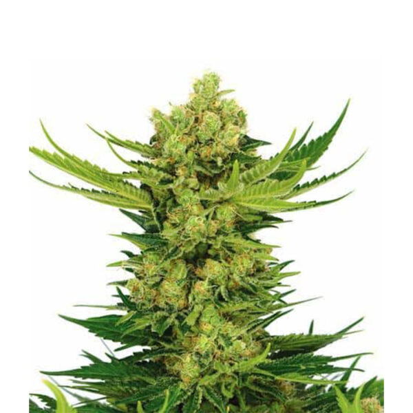 Cheese Autoflower