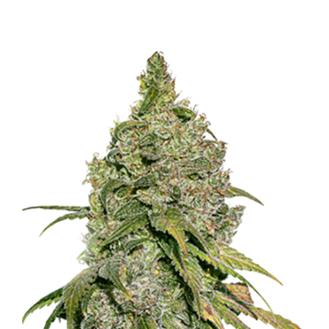 Do Si Dos x Zkittlez gefeminiseerd