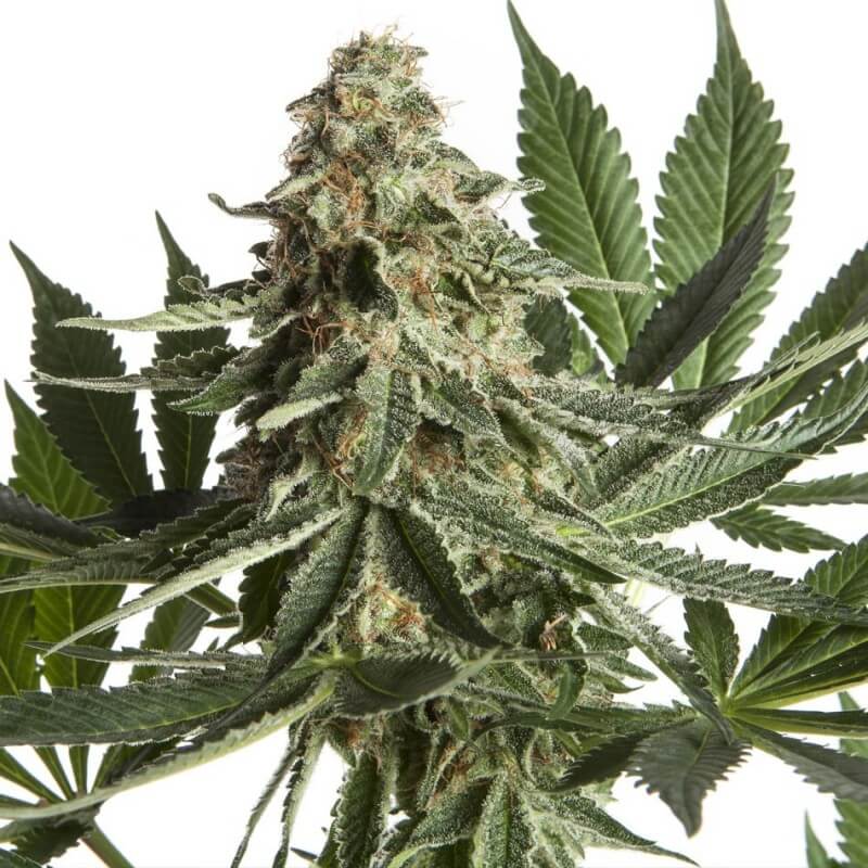 Ed Rosenthal Super Bud gefeminiseerd