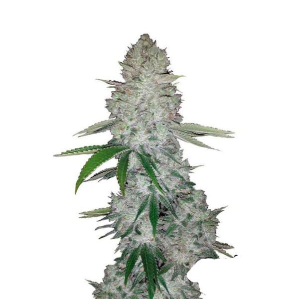 Gorilla Glue gefeminiseerd