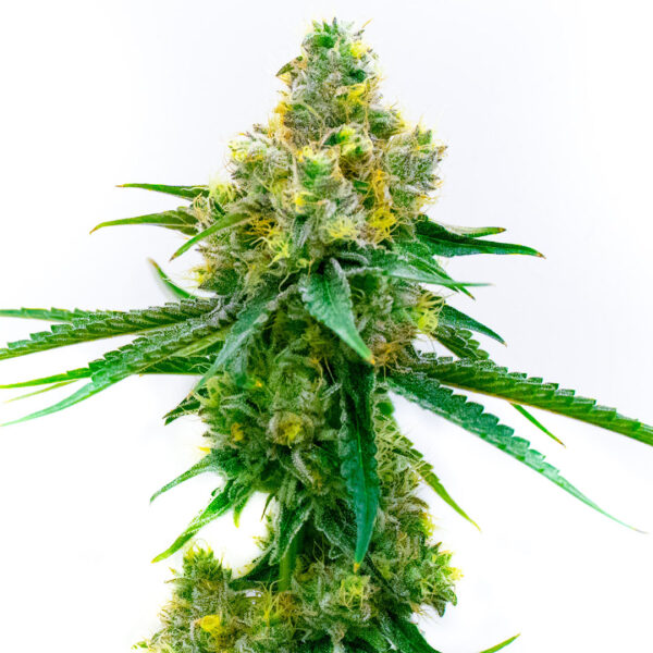 CBD Harlequin gefeminiseerd