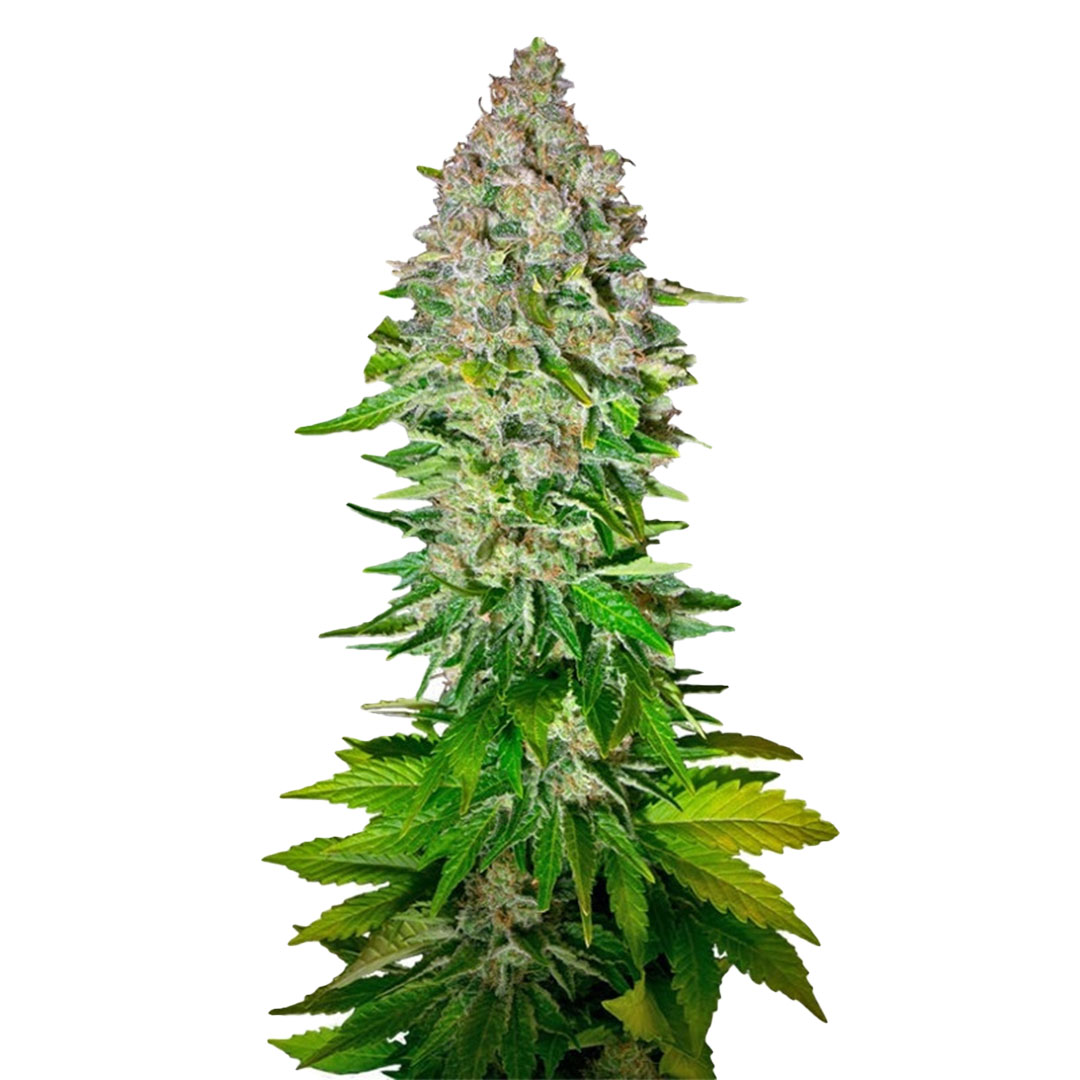 Jack 47 Autoflower