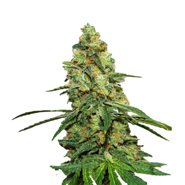 Jack Diesel Autoflower