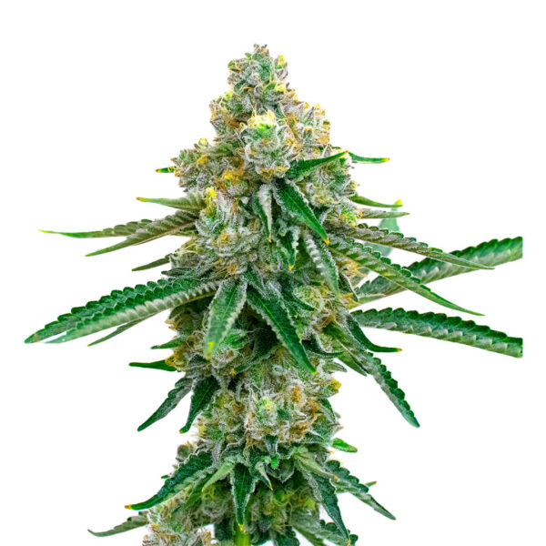 Jack Herer gefeminiseerd