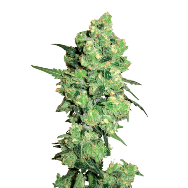 Matanuska Tundra CBD gefeminiseerd
