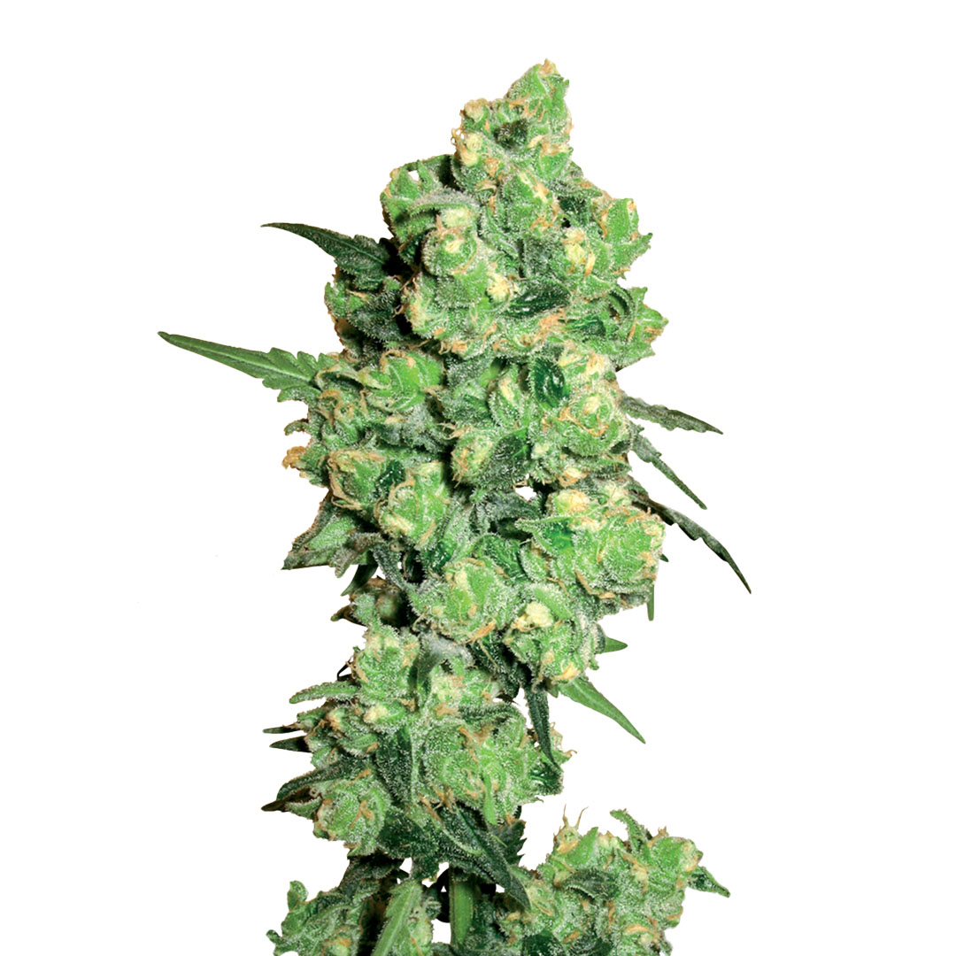 Matanuska Tundra CBD gefeminiseerd