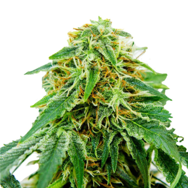 Maza Autoflower