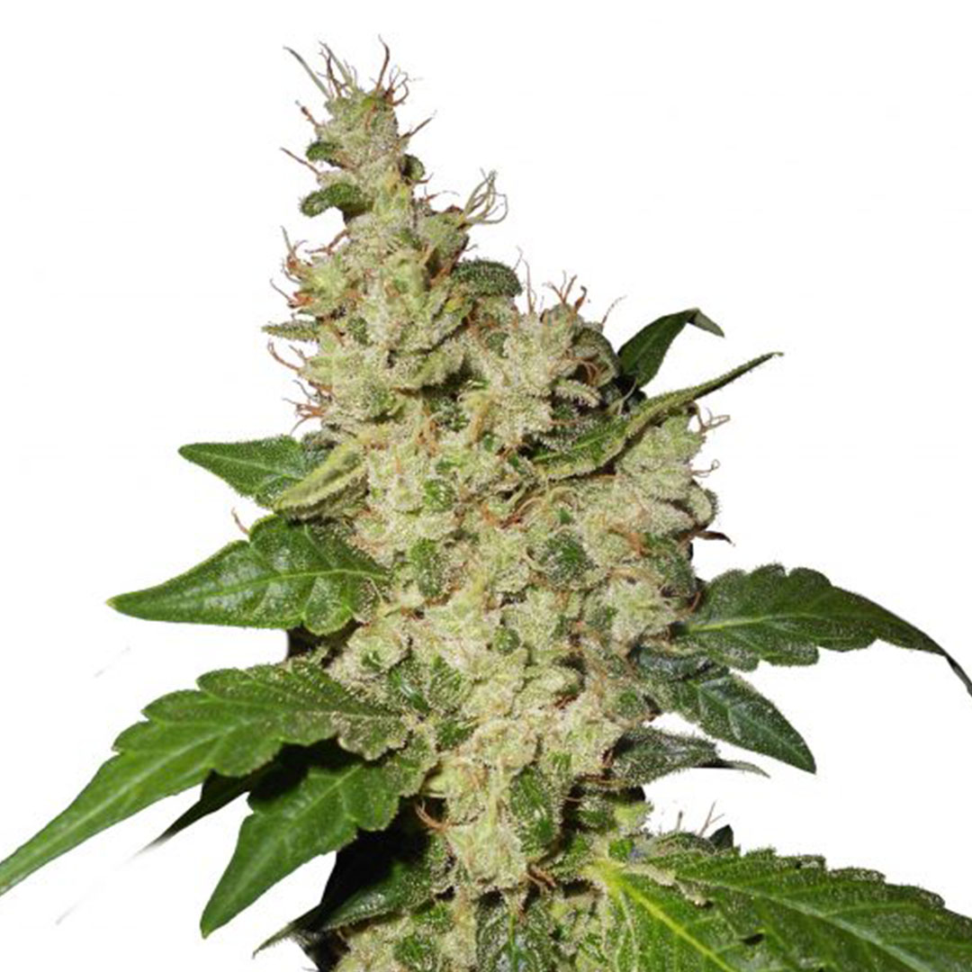 Nicole Kush 2.0 gefeminiseerd