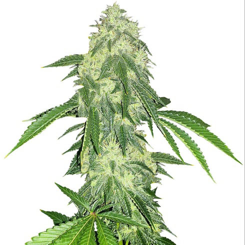 NLX Autoflower