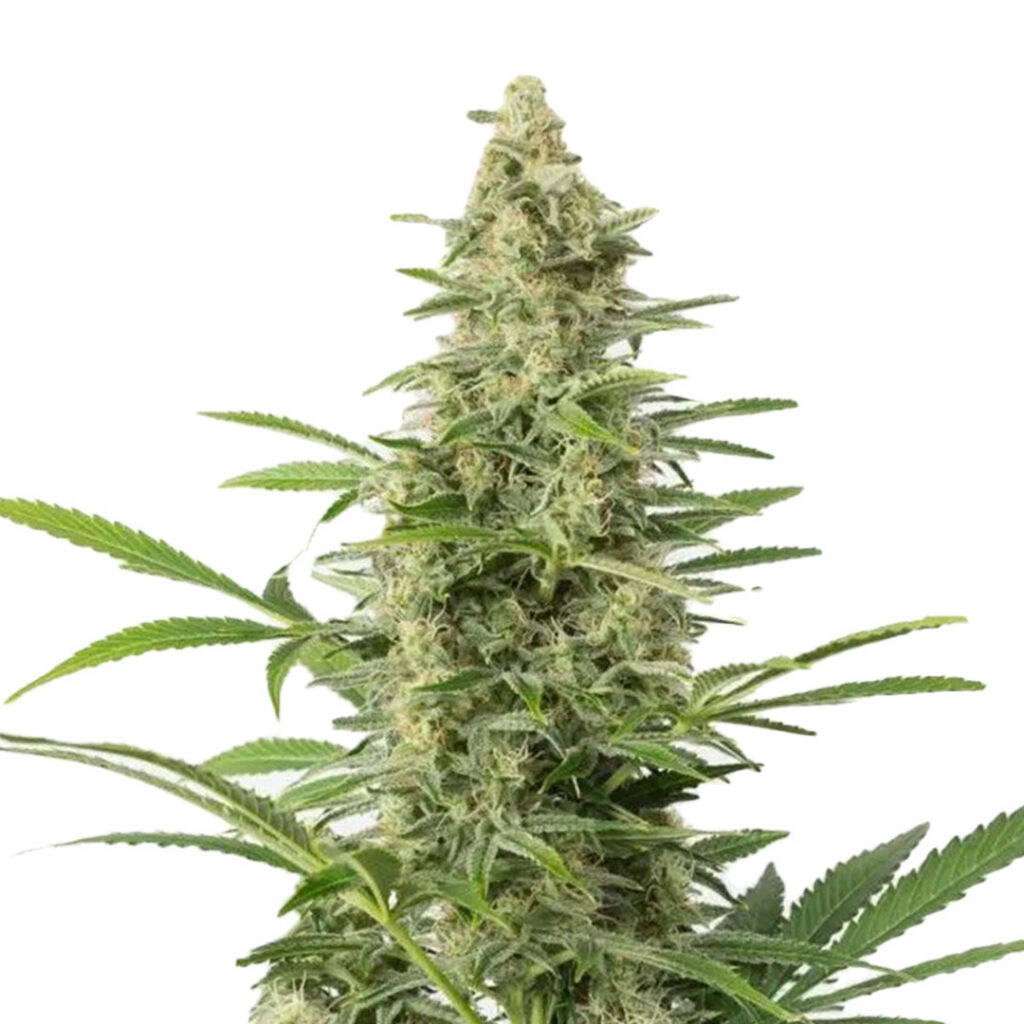 Autoflower