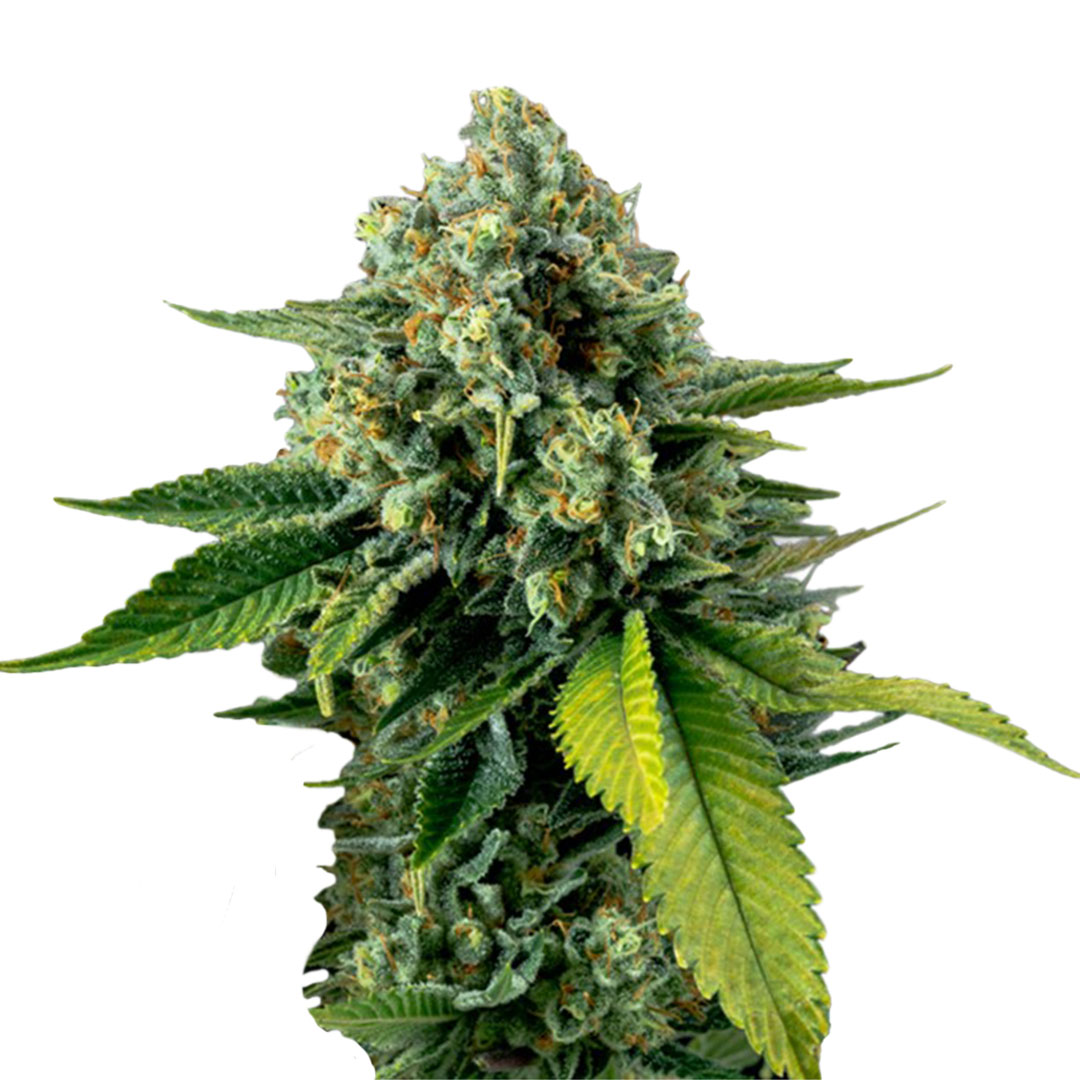 NYC Diesel gefeminiseerd
