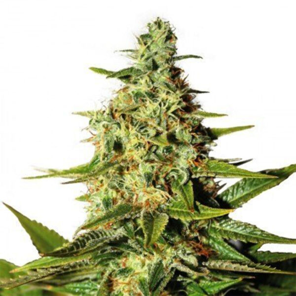 O.G. Kush gefeminiseerd