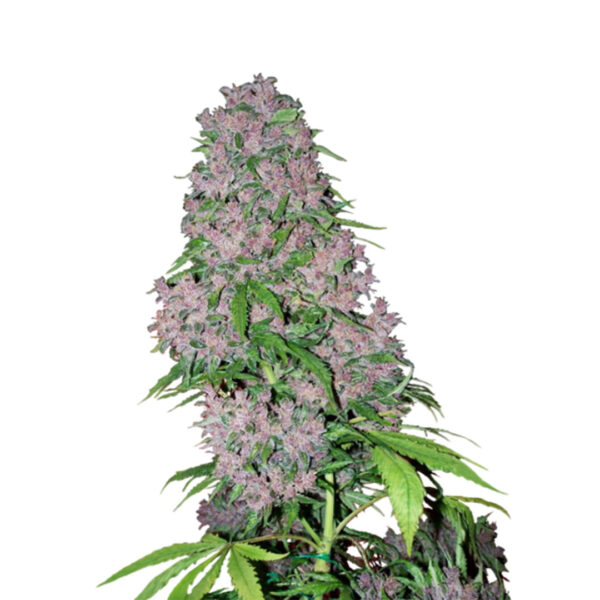 Purple Kush Autoflower