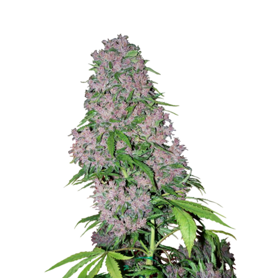 Purple Kush gefeminiseerd