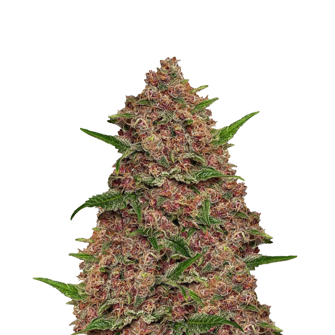 CBD Purple Monkey gefeminiseerd