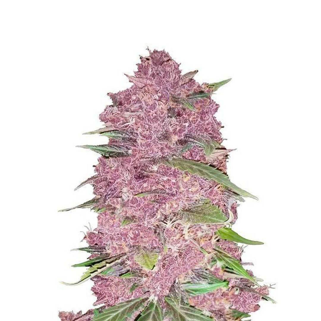 Purple Punch gefeminiseerd