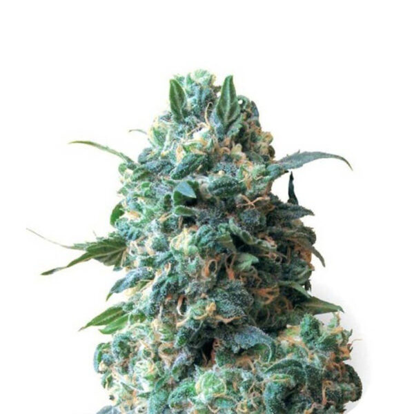 Super Silver Haze gefeminiseerd