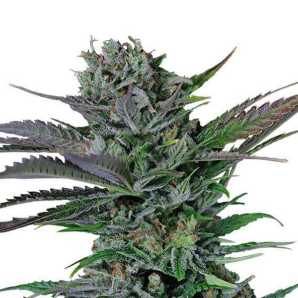 Somango gefeminiseerd