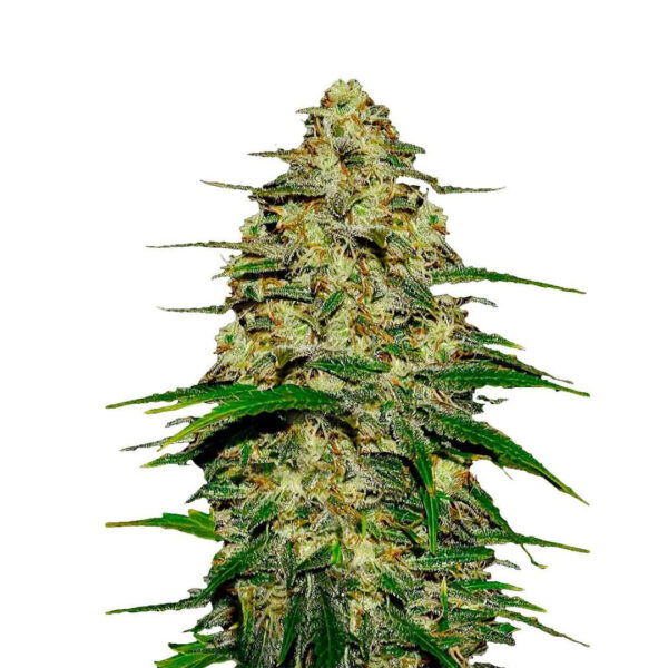 Sour Diesel gefeminiseerd