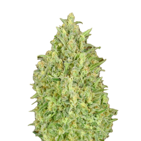 Strawberry Glue gefeminiseerd