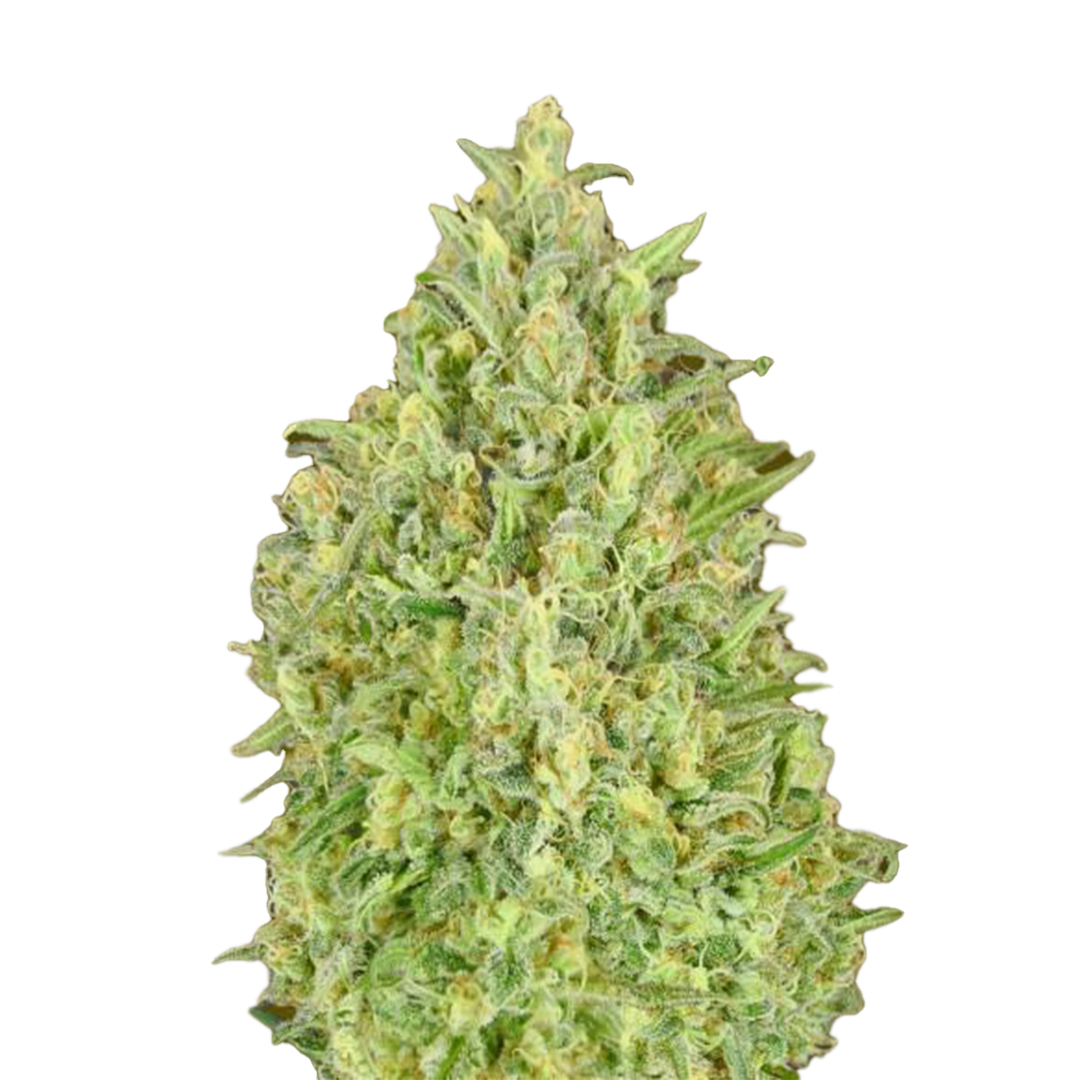 Strawberry Glue gefeminiseerd