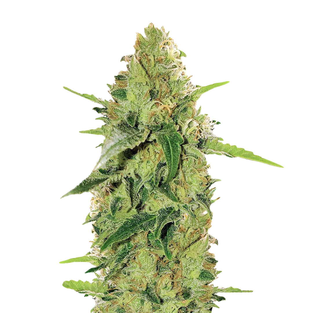 Super Skunk Autoflower
