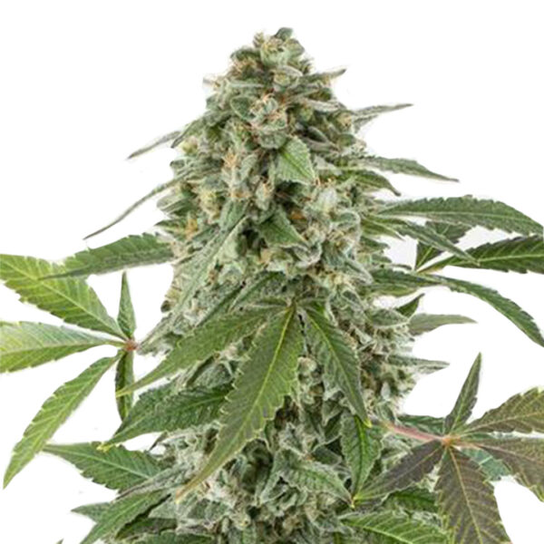 XXL Boombastic Autoflower