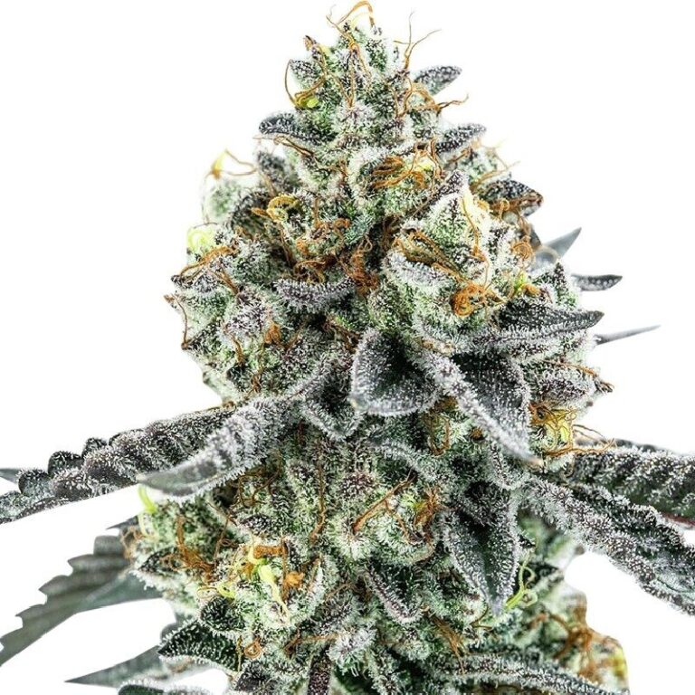 Runtz, Gelato en Zkittlez: de Californische nieuwkomers