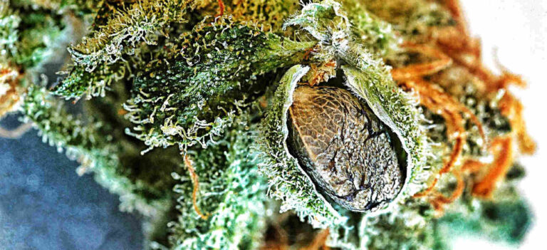 Gefeminiseerd of autoflower: wat is het verschil?