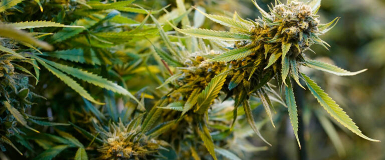 Indica, sativa en hybride: wat betekenen die termen?