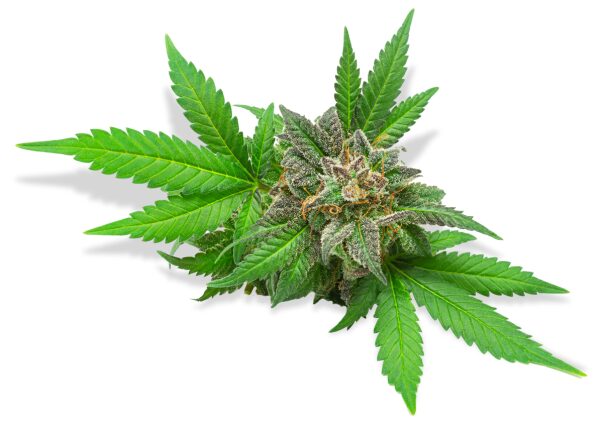 Klassiekers die nooit vervelen: Jack Herer, Northern Light en Skunk